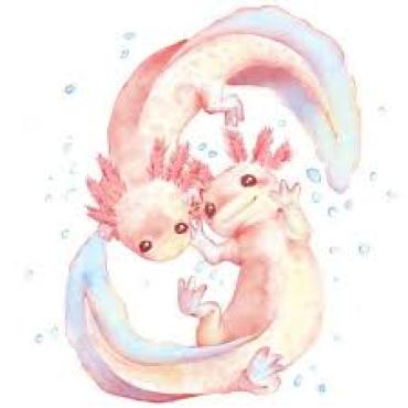 image swiper